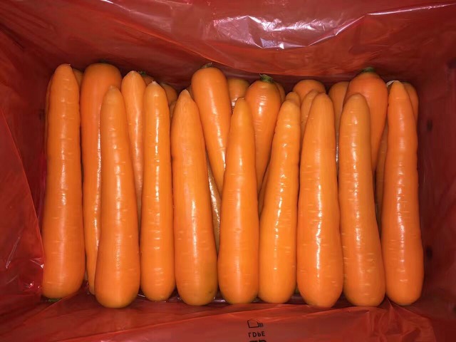 青島胡蘿卜購銷價格-濰坊市哪里有高性價胡蘿卜供應