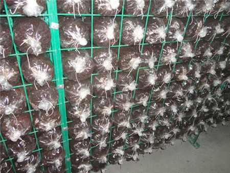 廣東秀珍菇出菇架-衡水市提供價位合理的培養架