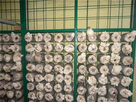 北京杏鮑菇出菇架|河北優良培養架生產公司