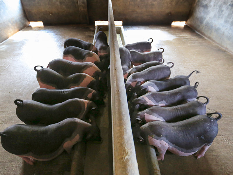 佛山物美價廉的土豬批售|廣州市土豬養殖