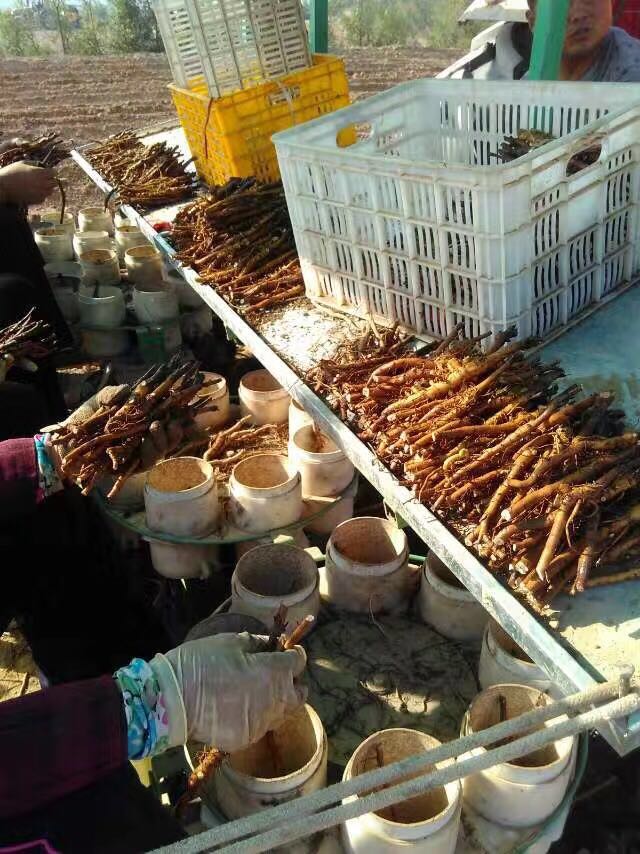菏澤洛陽牡丹移栽機-價位合理的安徽亳州藥材栽苗機供應信息