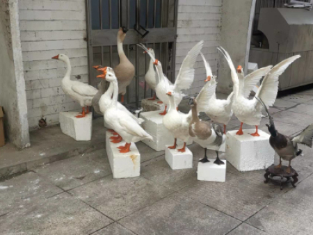 吉林自然禽类动物标本供应商