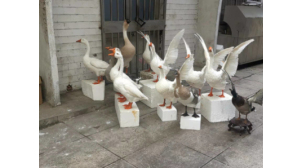 山东观赏禽类动物标本制造